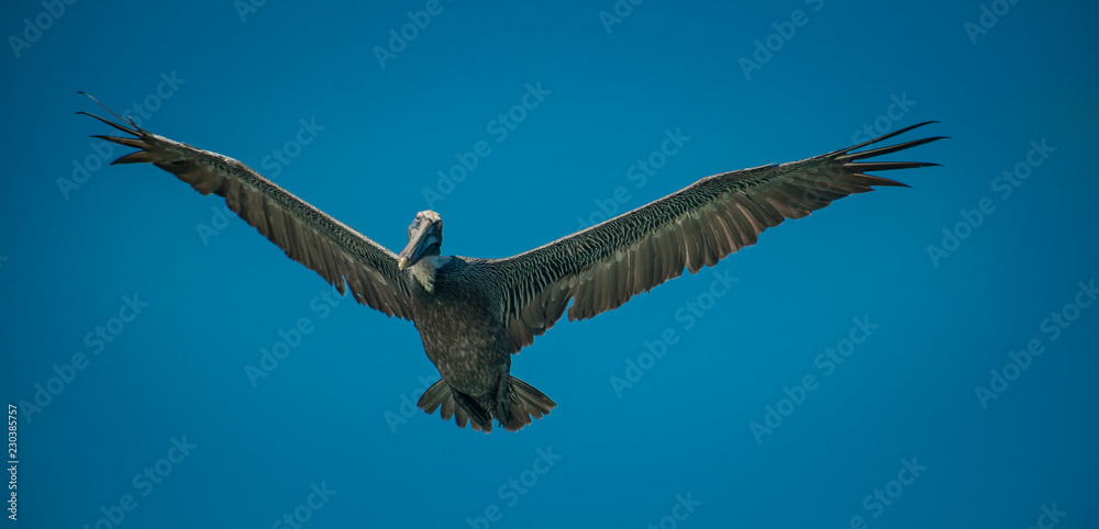 Obraz premium Bonaire