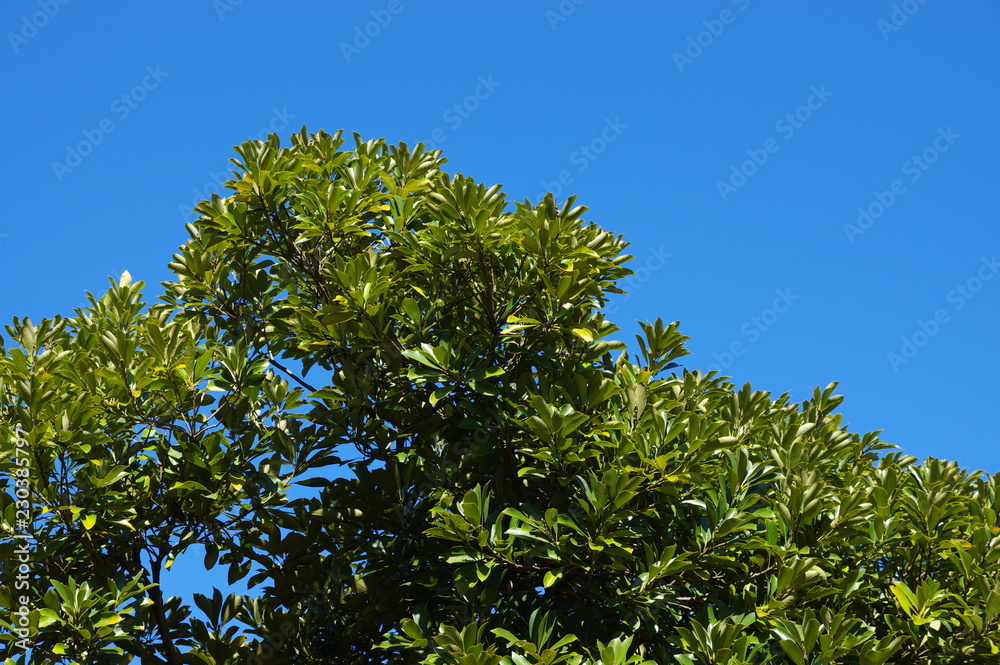 常緑樹と青空