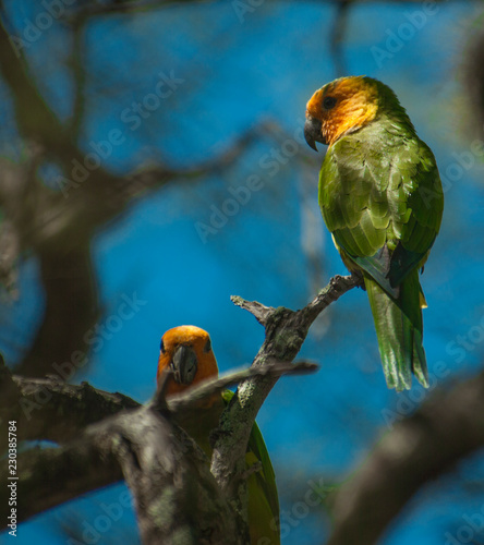 Bonaire