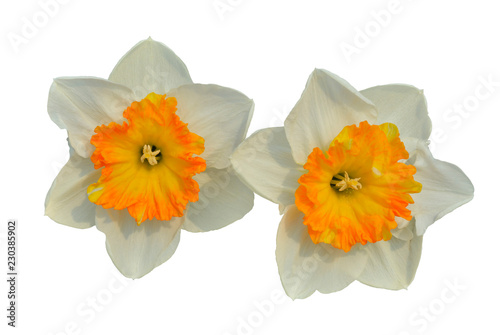 Fototapeta Naklejka Na Ścianę i Meble -  Narcissus 10