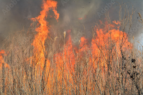 Flame of brushfire 29 photo