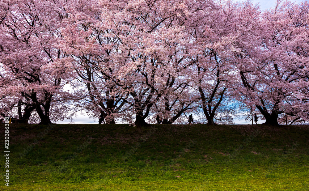 Cherry blossom at Sewari river bank, Kyoto, Japan Cherry blossom at Sewari river bank, Kyoto, Japan