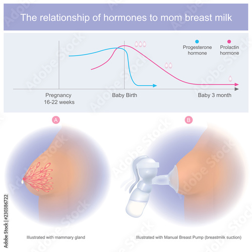 The relationship of hormones to mom breast milk