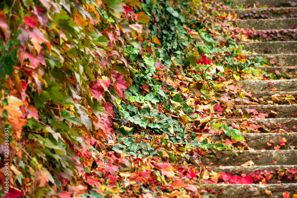 Creeper plant multicolor ivy on stone ladder in autumn Creeper plant multicolor ivy on stone ladder in autumn