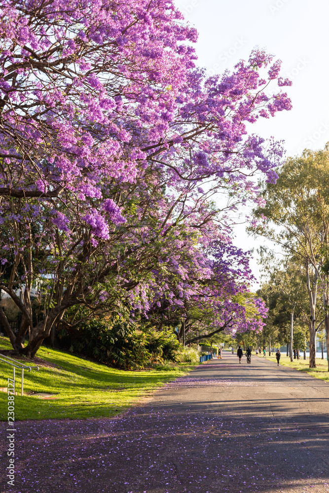 Walking path under jacaranda trees in the Brisbane suburb of West End Walking path under jacaranda trees in the Brisbane suburb of West End