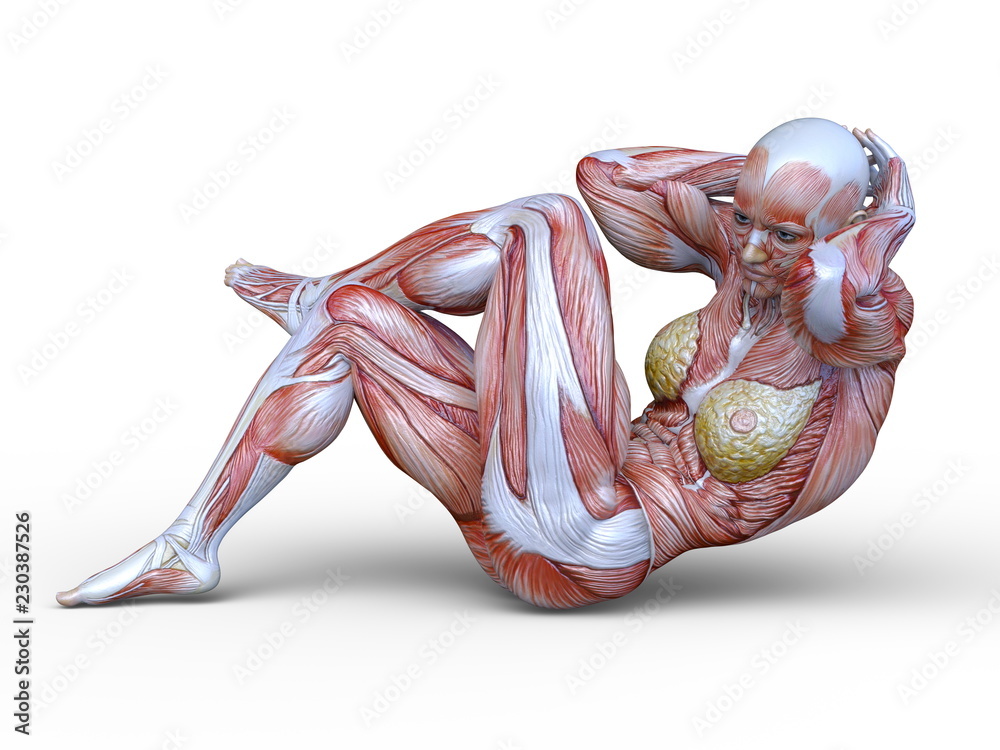 筋肉女性 Stock イラスト Adobe Stock 筋肉女性 Stock イラスト Adobe Stock