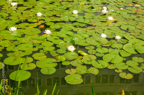 Fototapeta Naklejka Na Ścianę i Meble -  Lotus flowers in pond