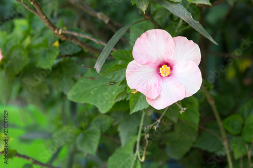 White Hibiscus Flower