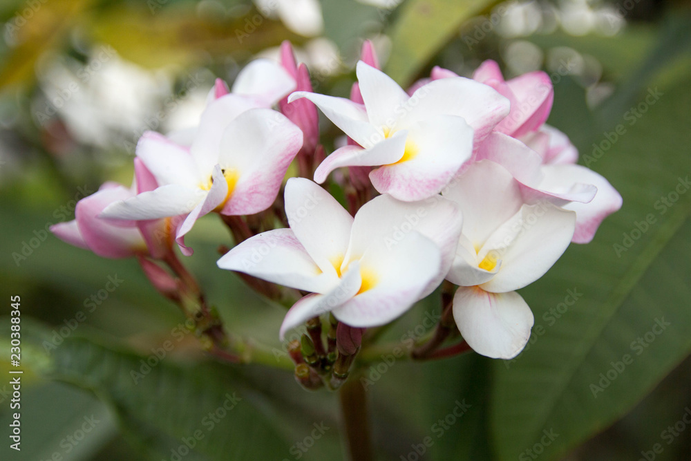 Fototapeta premium Plumeria Flowers