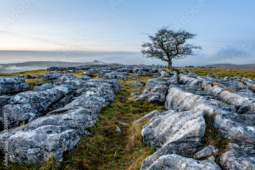 Lone Tree on Limestone Pavement, Winskill, Yorkshire Dales National Park  photo
