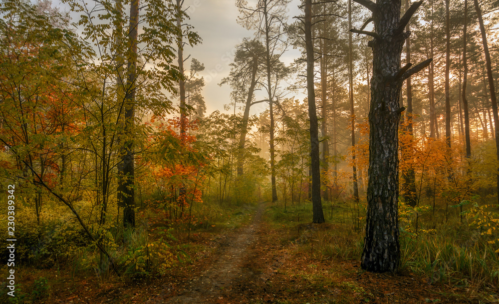 Fototapeta premium walk in the autumn forest. Sun rays. autumn colors. fog