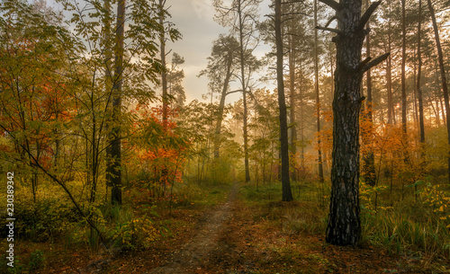 Fototapeta Naklejka Na Ścianę i Meble -  walk in the autumn forest. Sun rays. autumn colors. fog