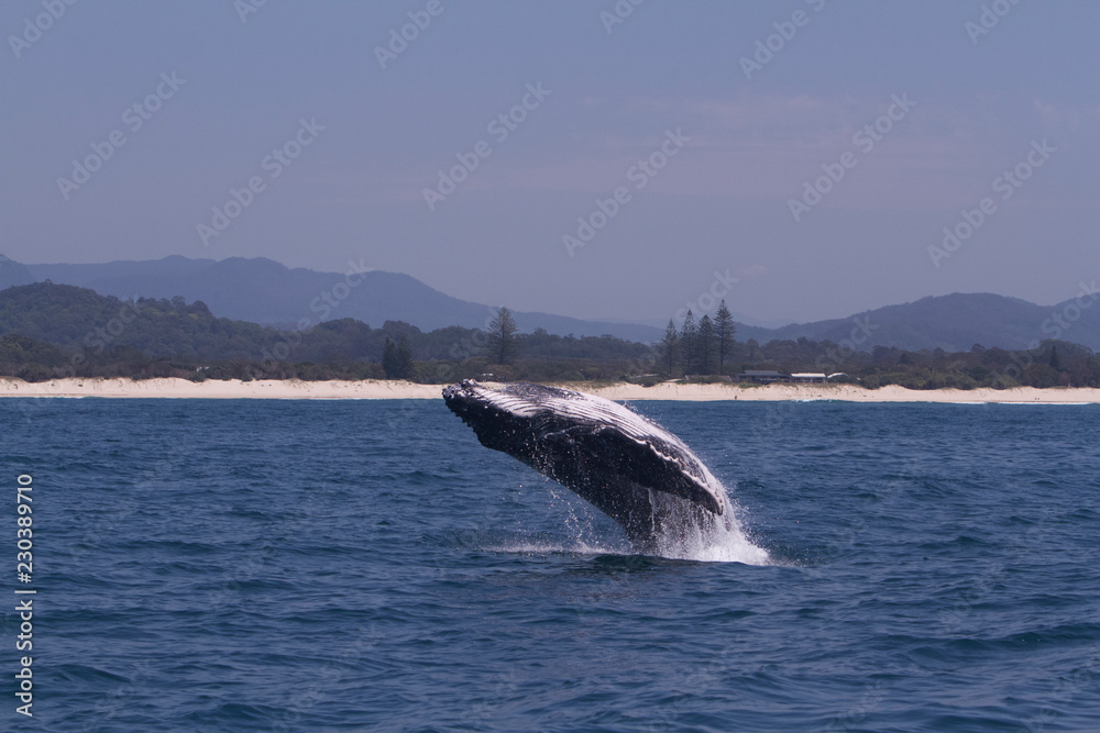 Whale breaching Whale breaching