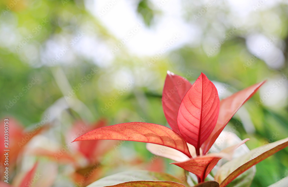 Fototapeta premium Blindness tree's leaf(Excoecaria cochinchinensis) on blurred background in the summer garden.