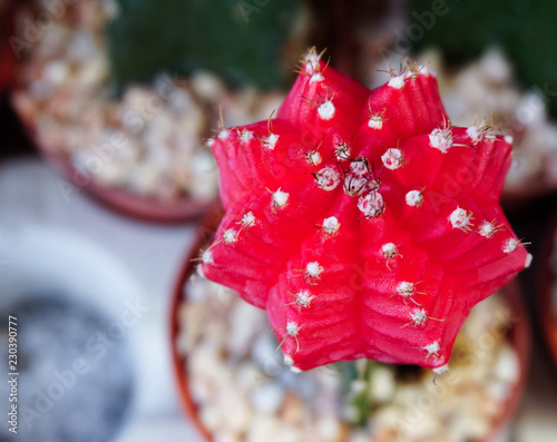 Red Gymnocalycium cactus flower top view,Chin cacutus,isolated,background,wonderful tree,colorful flower,close up