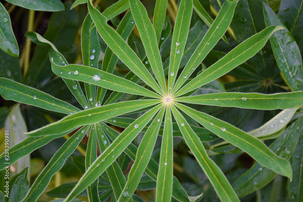 Beautiful lupine flower leaves and dew on the flower bed in the garden. Beautiful lupine flower leaves and dew on the flower bed in the garden.
