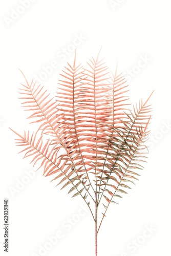 flat lay with beautiful red fern branches isolated on white, minimalistic concept