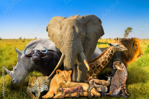 Big Five and wild african animals on savannah nature background. Serengeti wildlife area in Tanzania, Africa. African safari scene landscape. Wallpaper background. © bennymarty