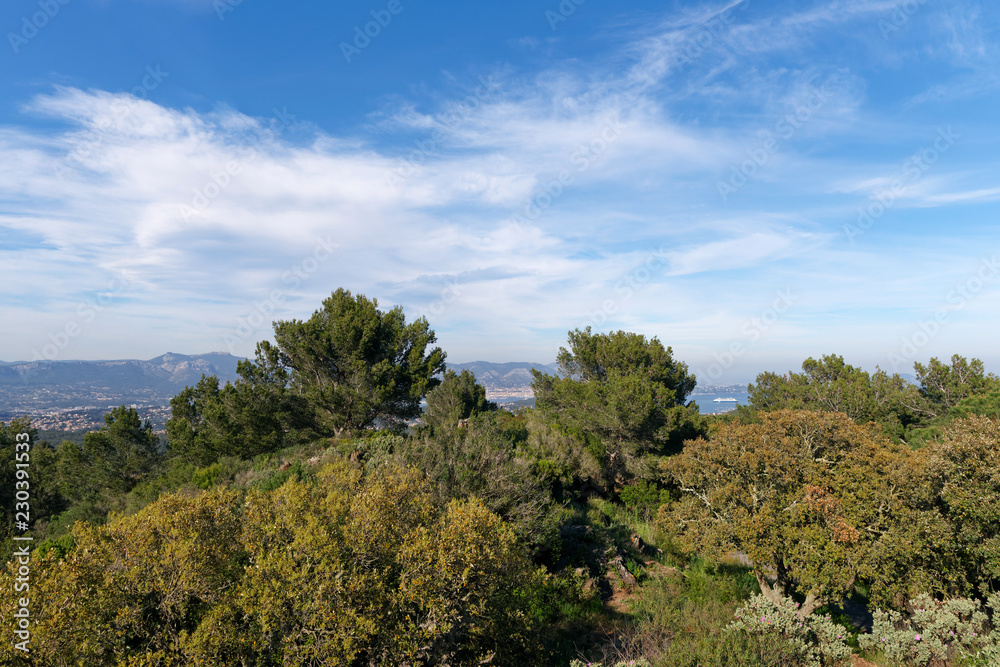 Mediterranean forest in the coast of the Var coast Mediterranean forest in the coast of the Var coast