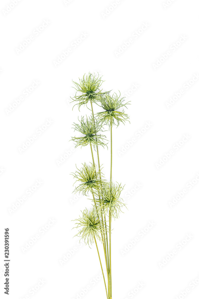 elevated view of green tropical plant isolated on white, miimalistic concept elevated view of green tropical plant isolated on white, miimalistic concept