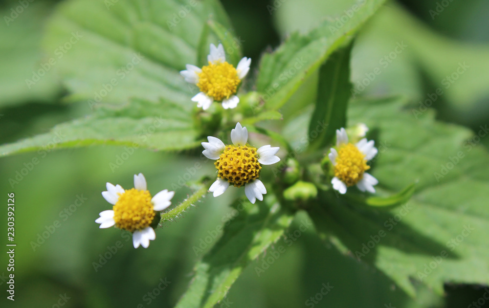 The tiny white flowers of Galinsoga parviflora, also known as Gallant Soldiers. Native of South America it is now a common garden weed in Europe . The tiny white flowers of Galinsoga parviflora, also known as Gallant Soldiers. Native of South America it is now a common garden weed in Europe .