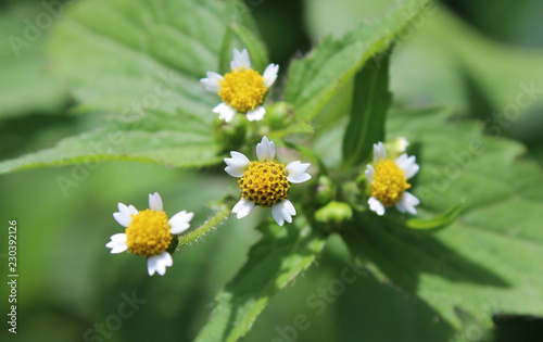 The tiny white flowers of Galinsoga parviflora  also known as Gallant Soldiers. Native of South America it is now a common garden weed in Europe .