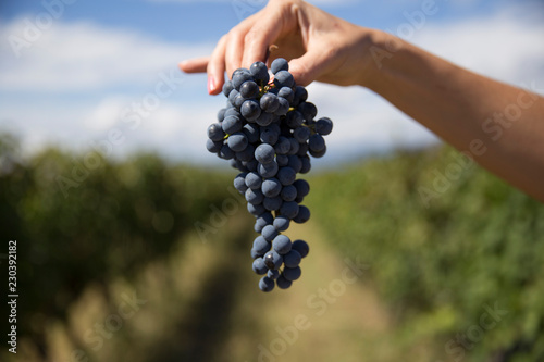 branch of ripe blue grapes in hand on a blurred background of blue sky and rows of a vineyard on a summer sunny day 