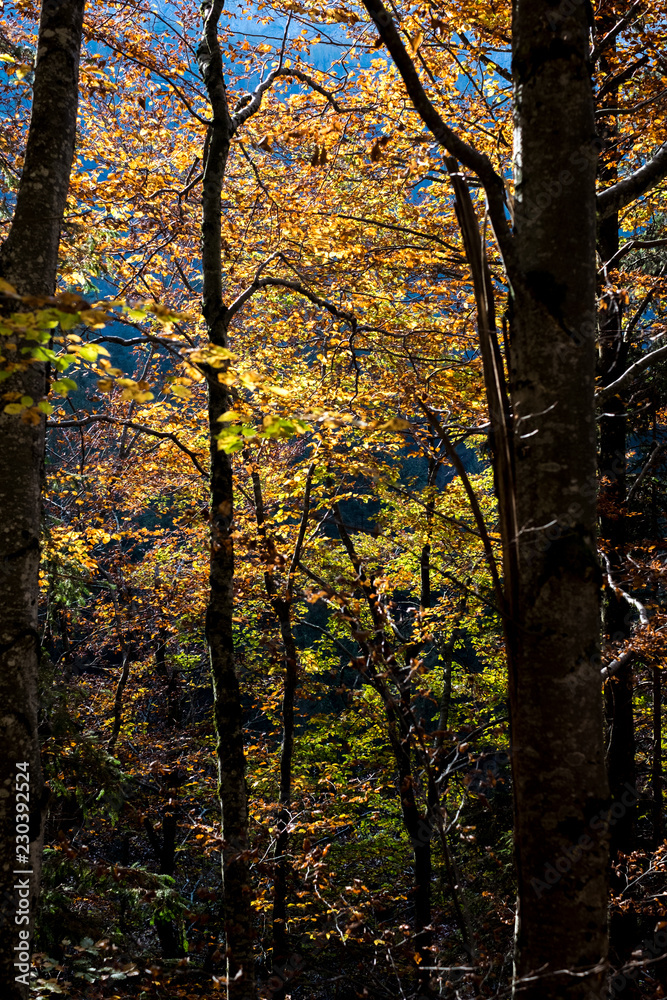 Bosco d'autunno Bosco d'autunno