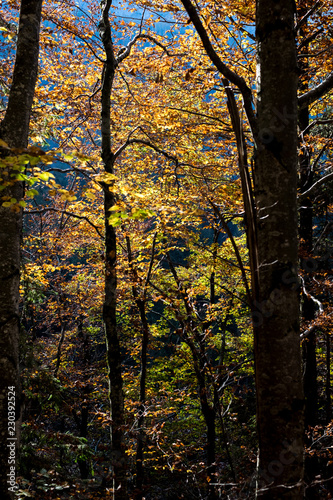 Bosco d'autunno