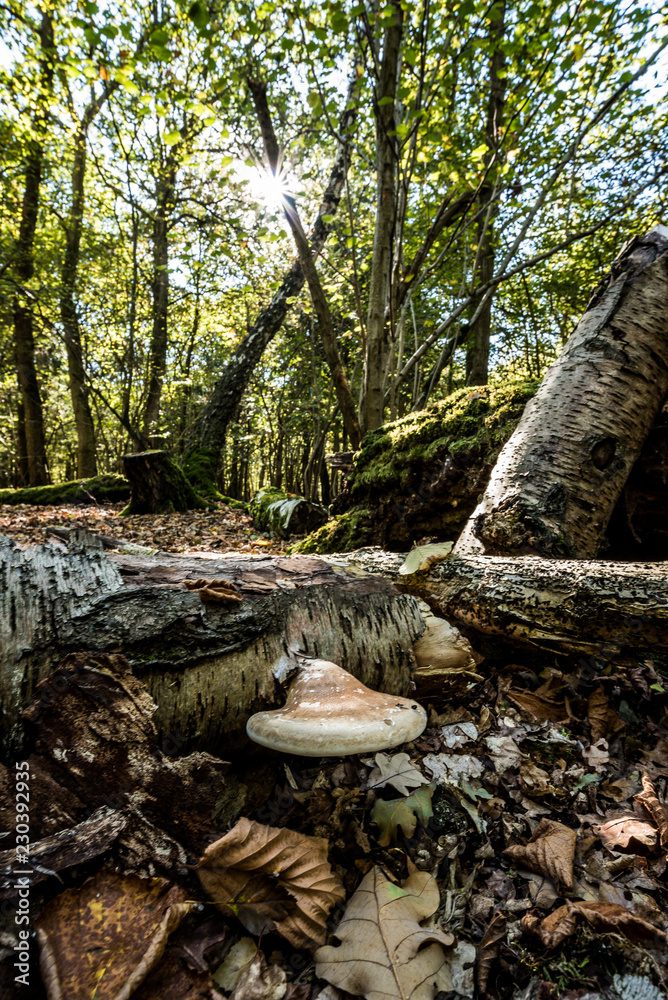 Mushroom growing from a fallen tree, sunlit Autumnal woodland Background. Mushroom growing from a fallen tree, sunlit Autumnal woodland Background.