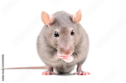 Portrait of a funny little rat, isolated on white background