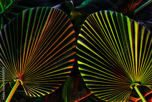 toned picture of beautiful tropical leaves with colorful lighting