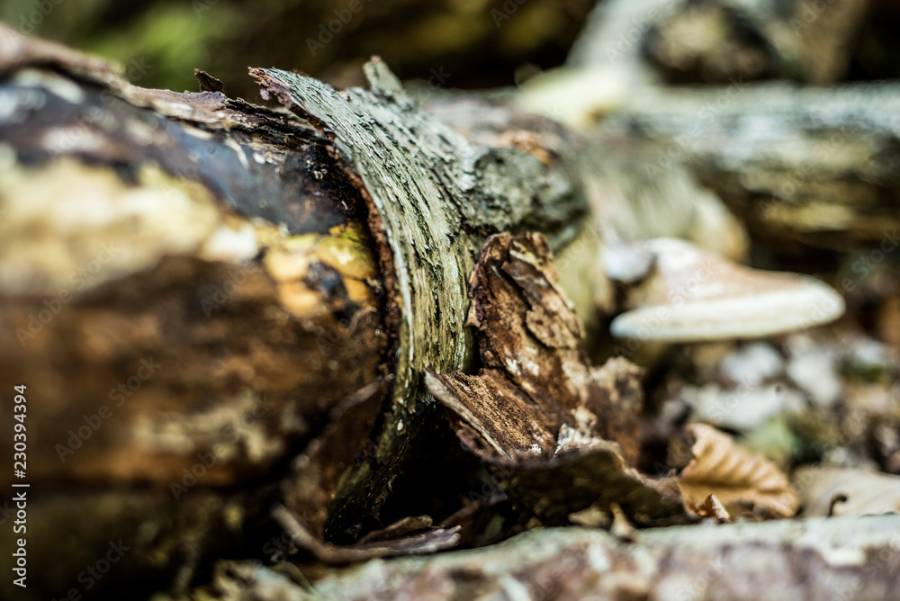 Wild mushroom, Autumnal woodland Background. Wild mushroom, Autumnal woodland Background.