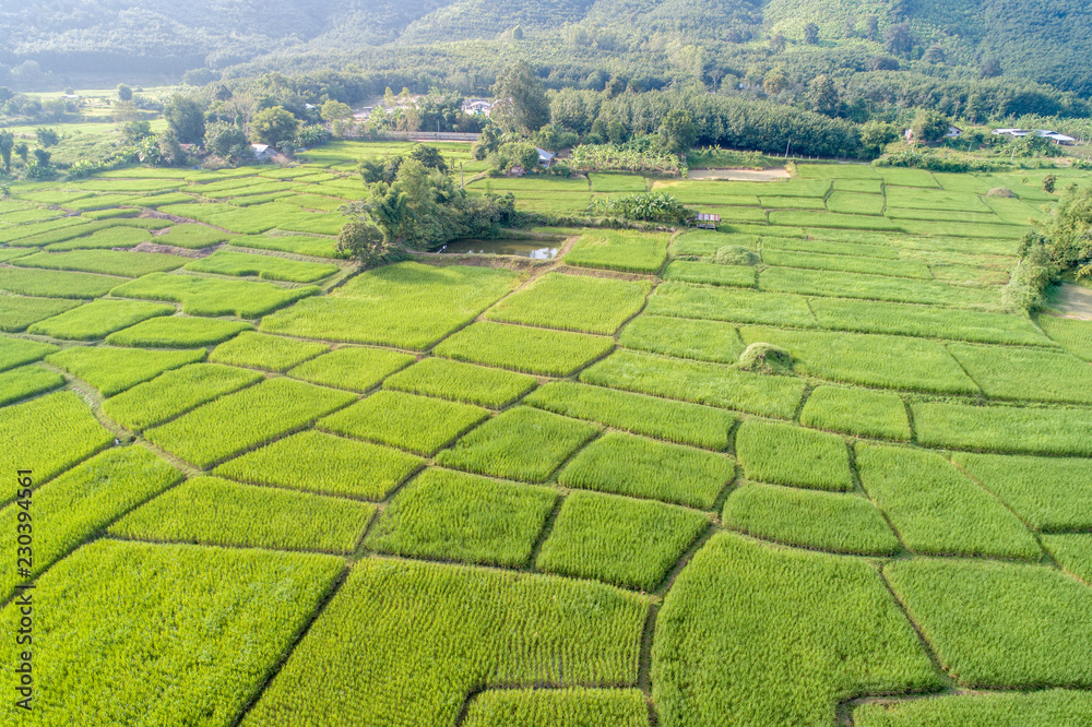 Aerial view rice green field