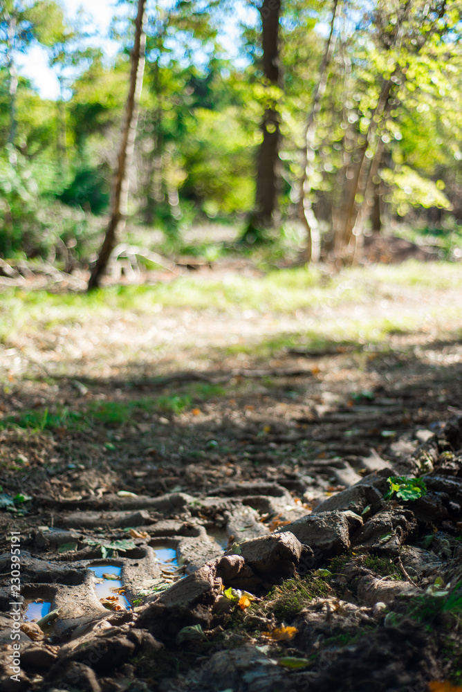 Forestry Damage, Autumnal woodland Background. Forestry Damage, Autumnal woodland Background.