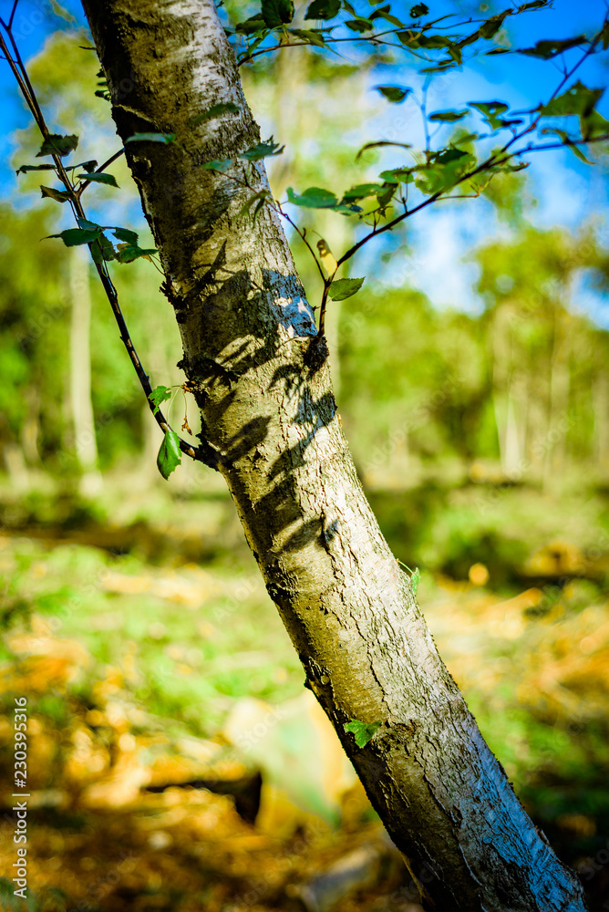 Fototapeta premium Deforested woodland environment, Background.