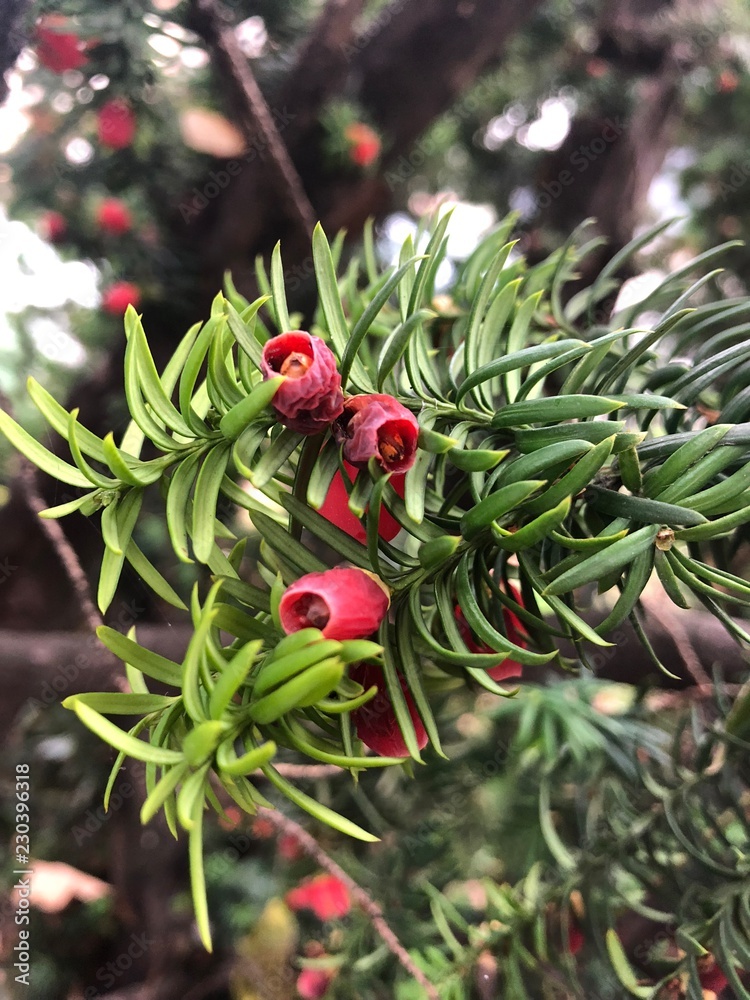 Obraz premium wet fall fruit after rain 