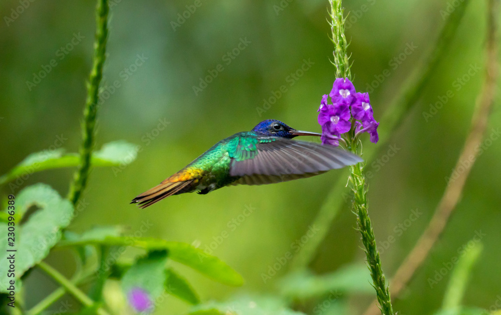 Hummingbird - Shot taken in Ecuador