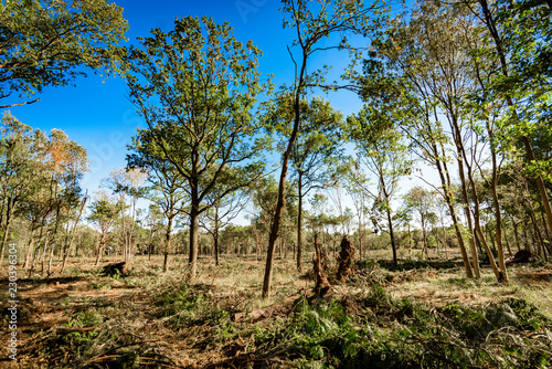 Sunlit recently deforested woodland Background. © Jon