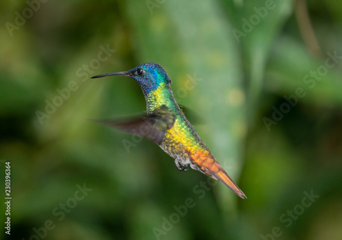 Hummingbird - Shot taken in Ecuador