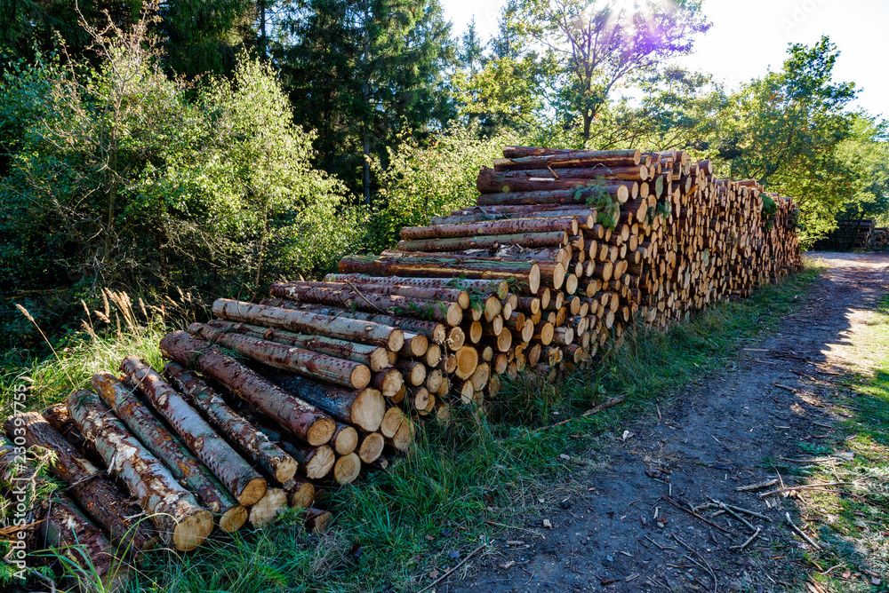 Recently cut logs, Autumnal woodland Background.