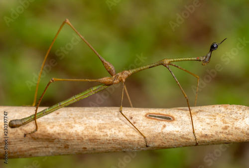 Stick Insect from another Planet