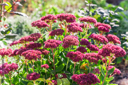 Bright autumn floral natural background with blooming pink flowers sedum (stonecrop) on a flowerbed in the garden. Succulent plant and herbal medicine, traditional medicine. Indian summer. Sunny day.