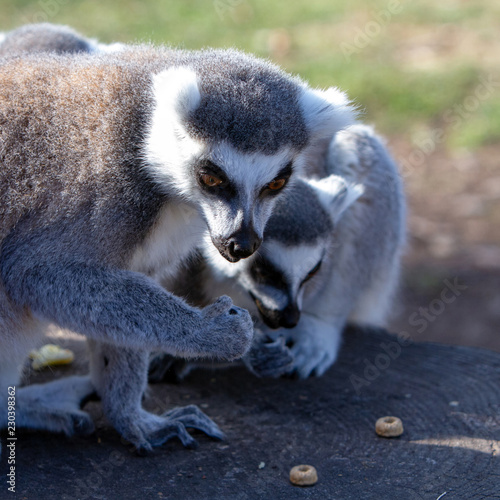Lémurien maki catta (Lemur catta) curieux