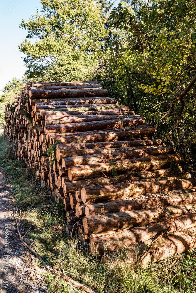 Cut logs, Autumnal woodland Background.
