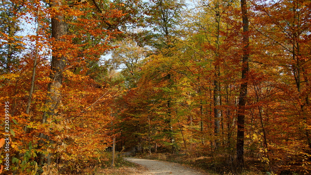 einsamer romantischer Weg führt durch bunten Laubwald im warmen Sonnenlicht