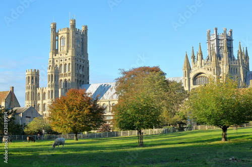 View of the Cathedral in Autumn from Cherry Hill Park in Ely, Cambridgeshire, Norfolk, UK, with cows in the foreground photo