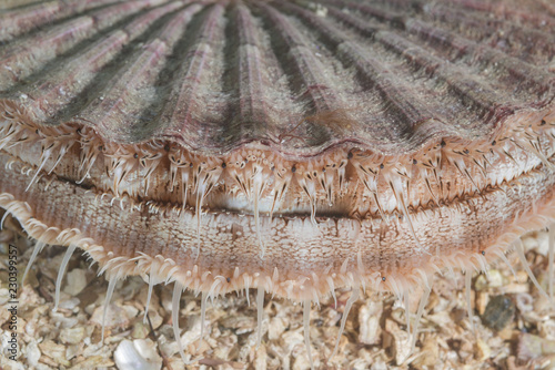 Close-up of Queen scallop or Manx Queenie (Aequipecten opercularis) in the sand photo