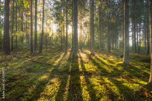 Autumn in forest