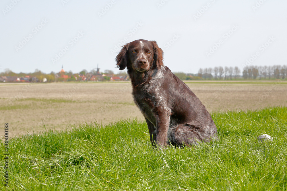 Münsterländer auf dem Deich Münsterländer auf dem Deich